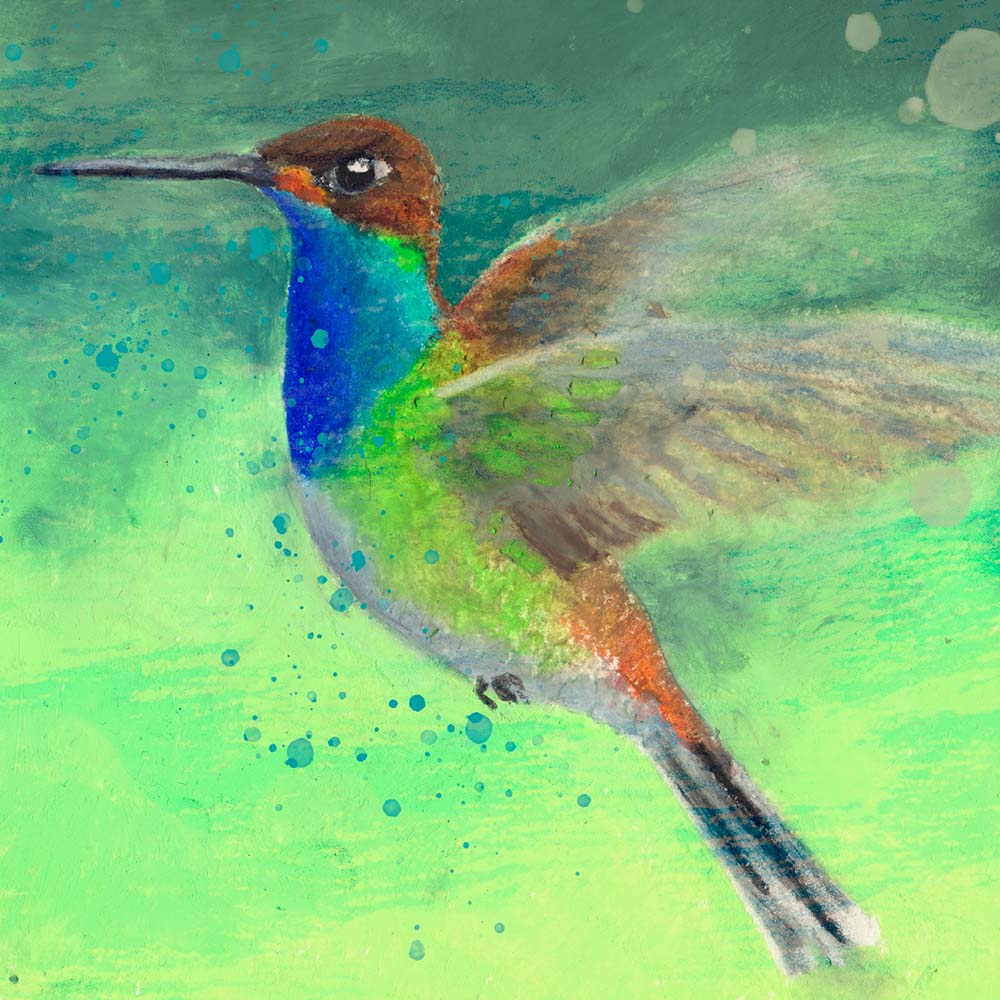 oil pastel illustration Rufous-gaped Hillstar Hummingbird Jeanne Melchels